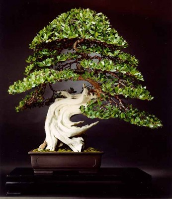 phot-bonsai-boida1.jpg