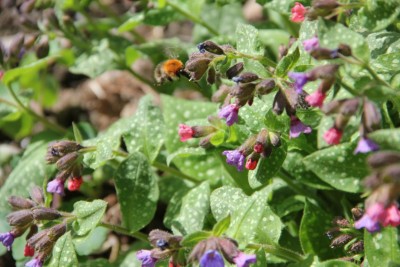 Hummel auf Lungenkraut.JPG