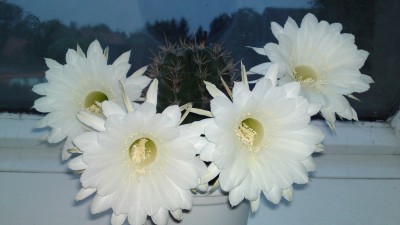 18082010780.jpg