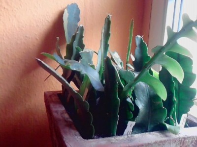 Epiphyllum.JPG
