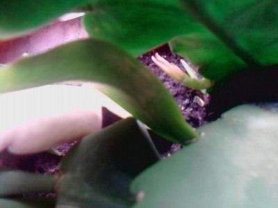 Epiphyllum'Knospig.JPG