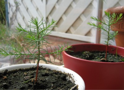 sequoia4.jpg