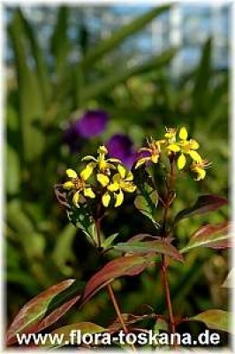 galphimia_glauca_6_-_261105.jpg