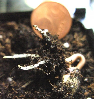 Jatropha podagrica 12.4.11.JPG