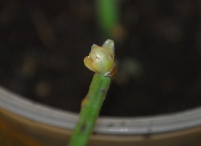 Rhipsalis 006yy.jpg