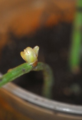 Rhipsalis 007yy.jpg