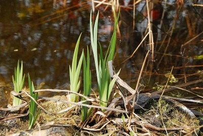 dsc_6676_Pflanze3.jpg
