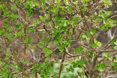 dsc_6673_Pflanze2.jpg