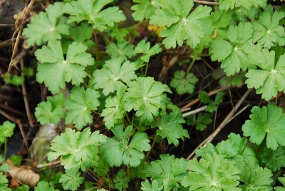 dsc_6672_Pflanze1.jpg