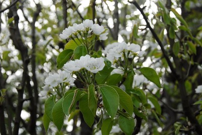 dsc_6684_Pflanze10.jpg