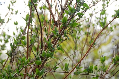 dsc_6683_Pflanze9.jpg