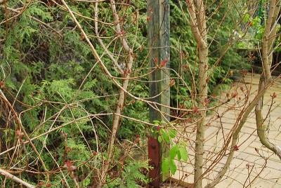 dsc_6682_Pflanze8.jpg