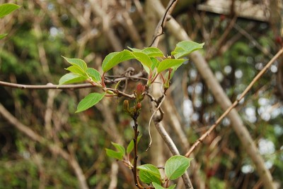 dsc_6681_Pflanze7.jpg