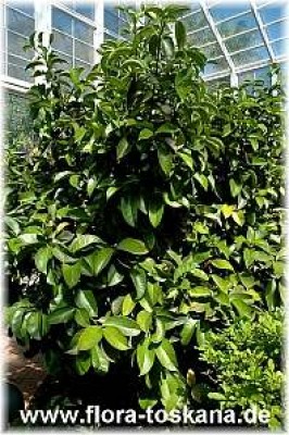 garcinia_mangostana_2_-_191006.jpg
