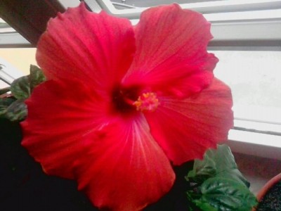 Hibiscus rot.JPG
