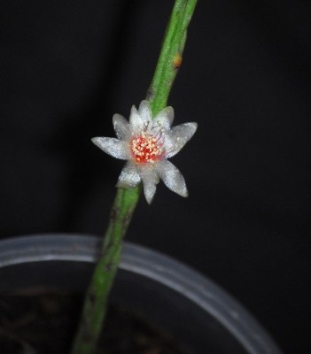 Rhipsalis 011yy.jpg