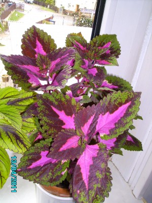 PICT2008.JPG