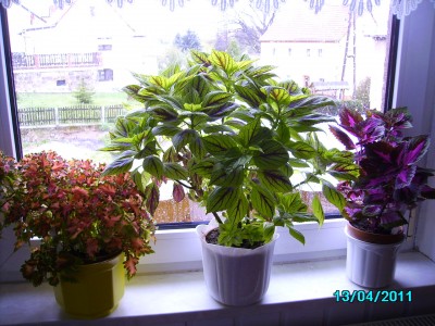 PICT2007.JPG