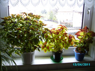 PICT2006.JPG