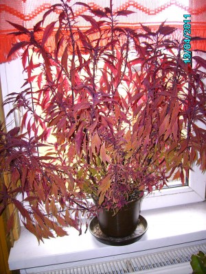 PICT2005.JPG