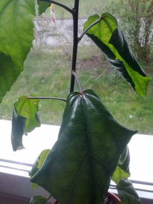 13042011239.jpg