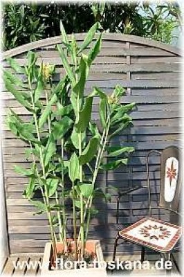 Hedychium gardnerianum - Zieringwer, Kahili-Ingwer · Pflanzenlexikon &  Steckbriefe · GREEN24 Pflanzen & Garten Forum
