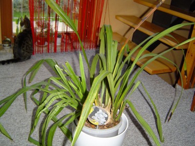 Cymbidium 1.jpg