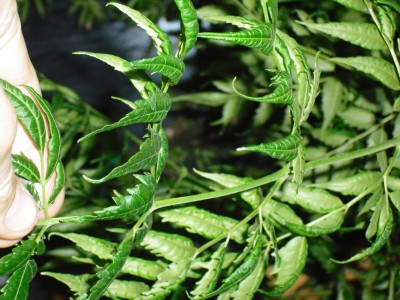 DSCI0012.JPG