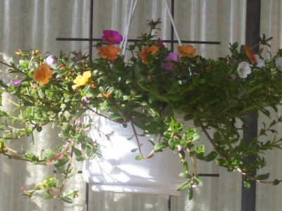 schööööön 431.jpg