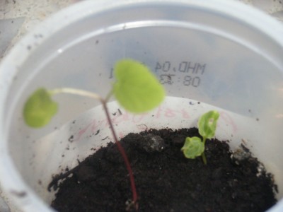 morifolia.JPG