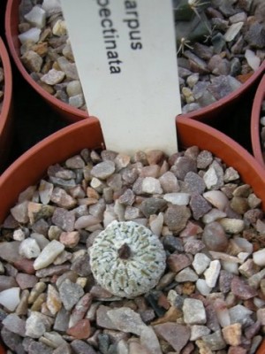 pseudopectinatus.JPG