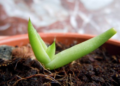 agave9.jpg