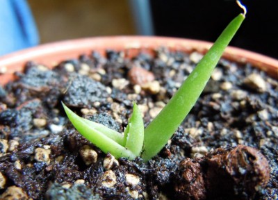 agave8.jpg