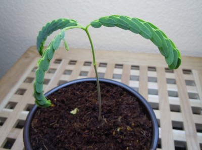 schlafende tamarinde1.JPG
