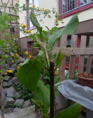 P1000843.JPG