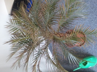 Palme2.jpg