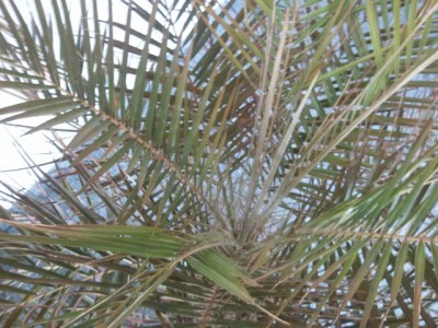 Palme1.jpg