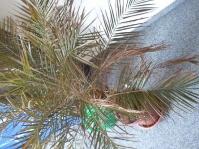Palme.jpg