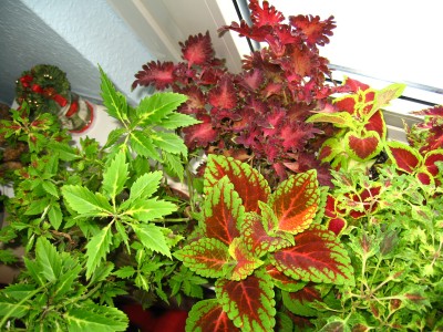 IMG_5880.JPG