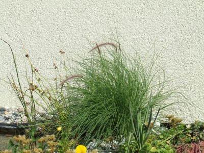 DSCF4782.JPG