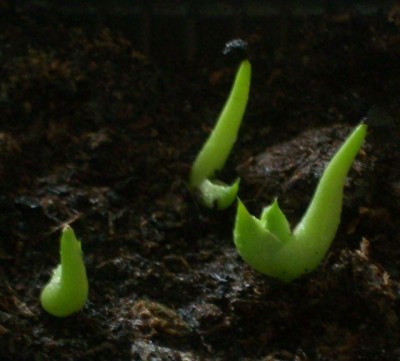 Agaven15.04.11.jpg