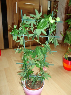 DSC05755 - Kopie.JPG