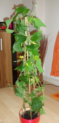 DSC05754 - Kopie.JPG