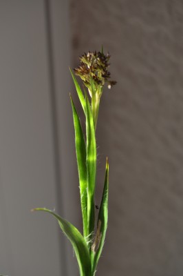 DSC_6282.JPG