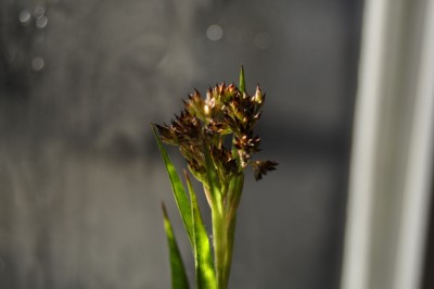 DSC_6281.JPG