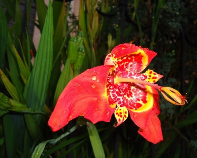 15. Unbekannte von Quito, DSC02889.JPG