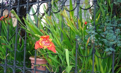 15. Unbekannte von Quito, DSC02888.JPG