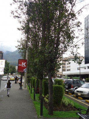 17. Unbekannte von Quito, DSC03401.JPG