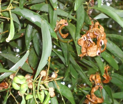 18. Unbekannte von Quito, DSC03232.JPG