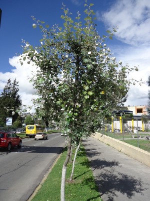 19. Unbekannte von Quito, DSC03781.JPG